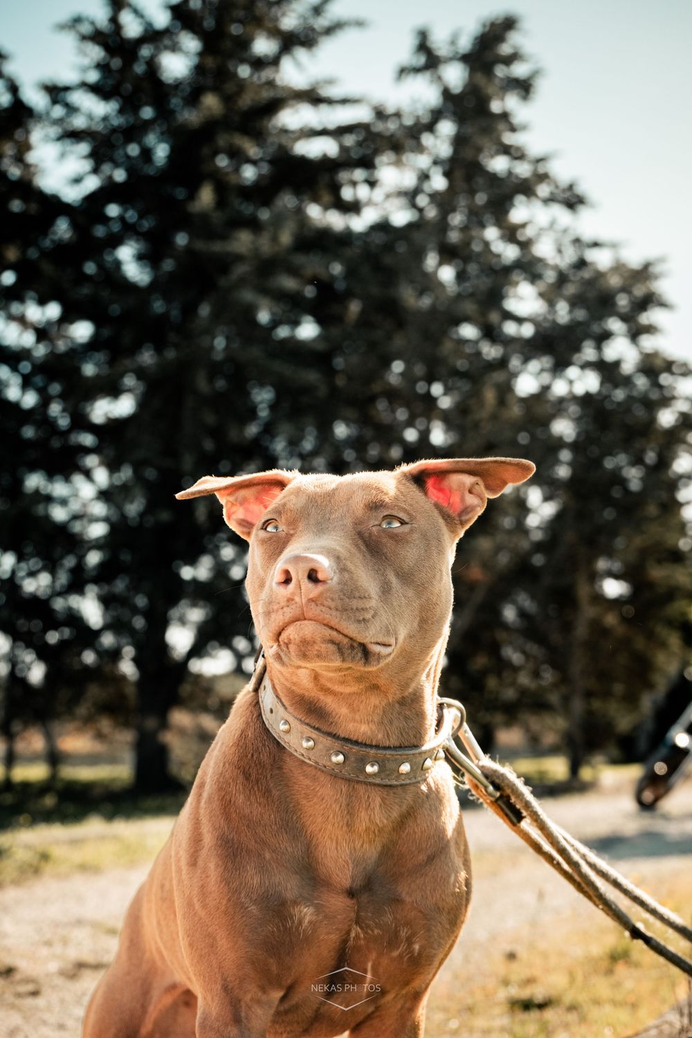 A brown Pit Bull dog on a leash wearing a studded collar sits attentively outdoors with evergreen trees in background.