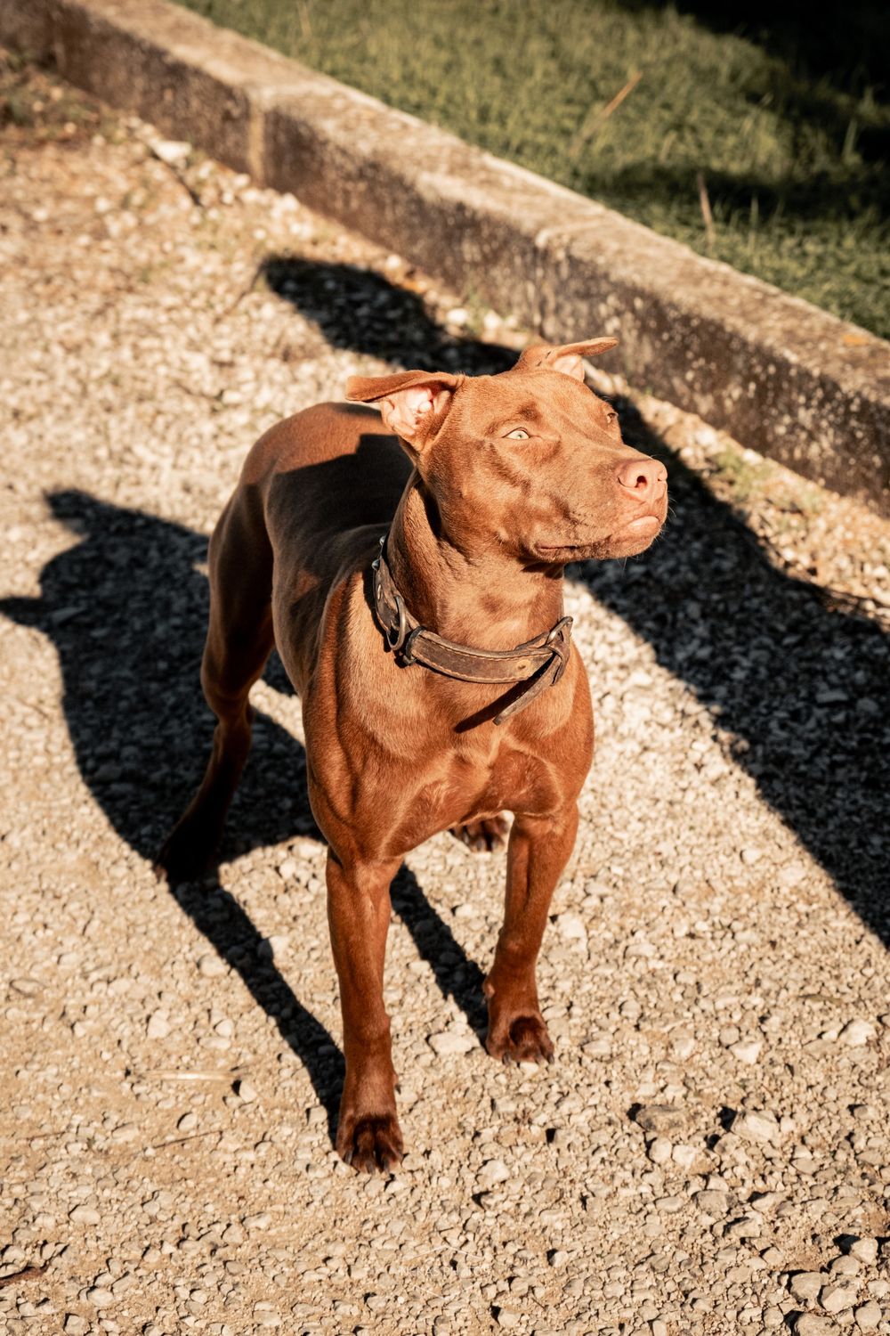 A muscular brown Pit Bull dog wearing a collar stands on a gravel path in bright sunlight.
