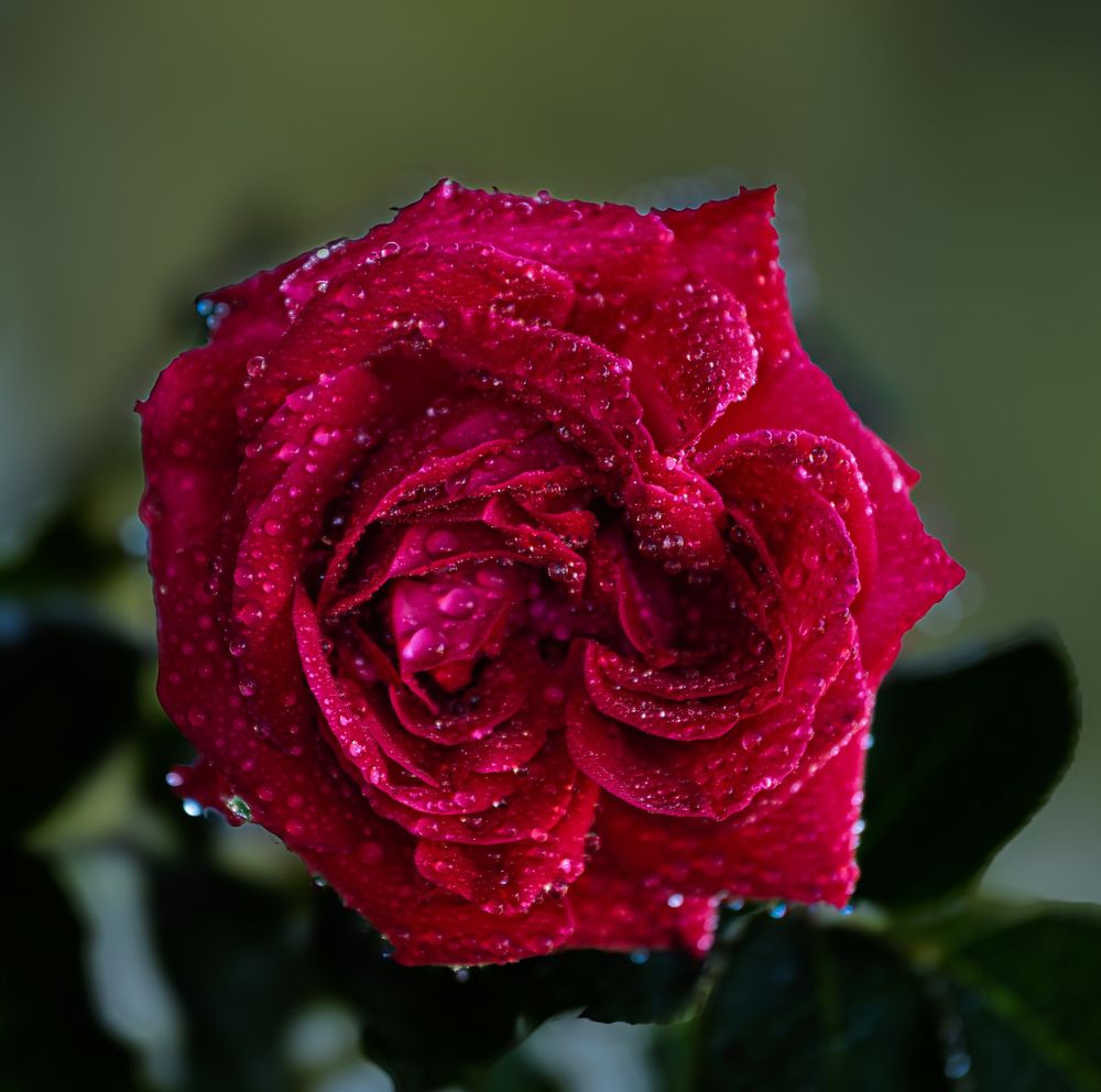 Close-up of a vibrant red rose with sparkling water droplets on its petals against a dark background.