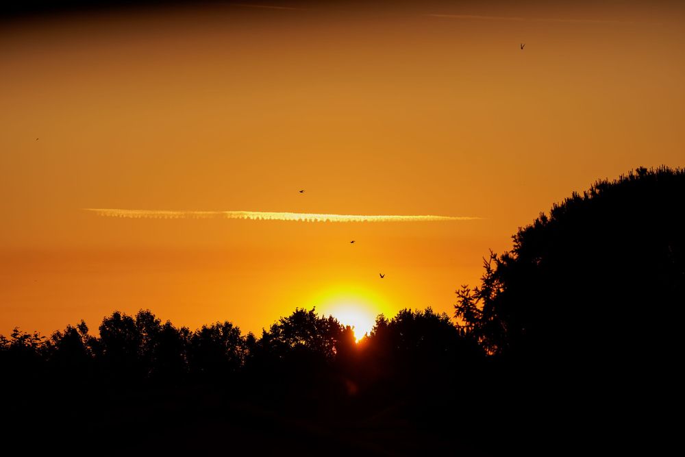 Golden sunset silhouetting trees with birds flying across an orange sky in a serene nature landscape.