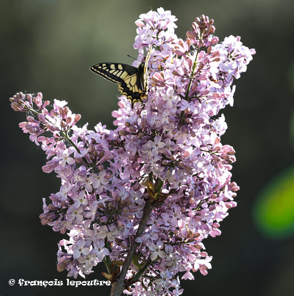 papillon  sur lilas