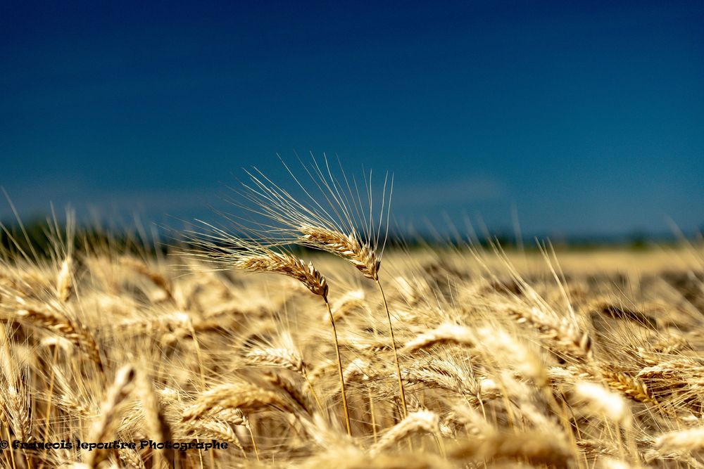 Golden wheat field swaying under a vivid blue sky, showcasing ripe grain stalks ready for harvest.