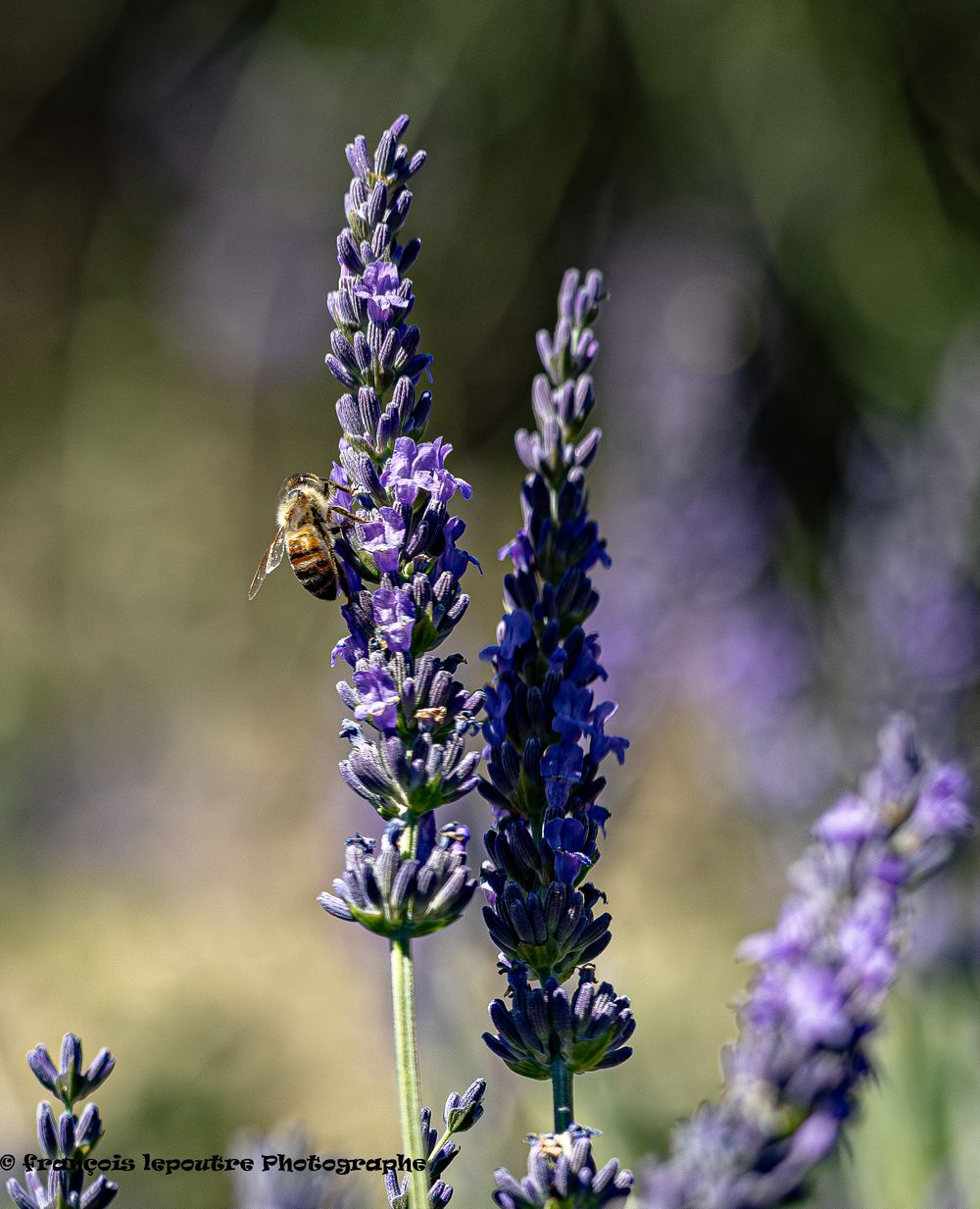 A honeybee pollinating purple lavender flowers in a sunny garden, with a blurred green background.