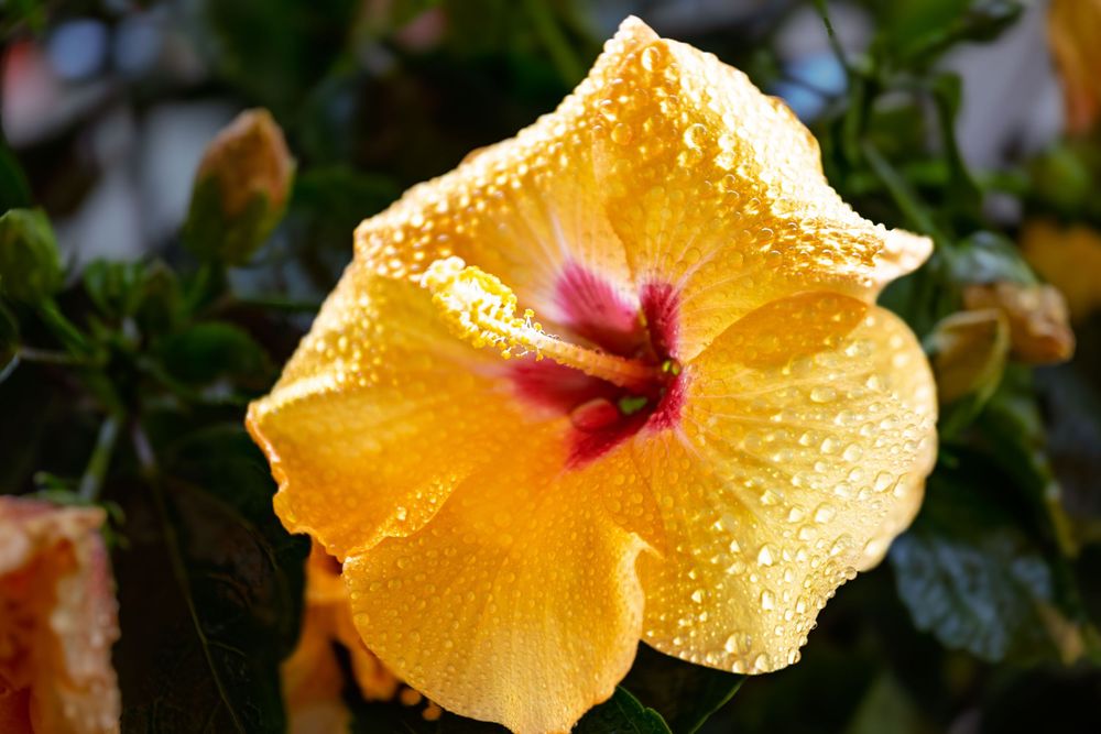 A yellow hibiscus flower with a red center covered in water droplets blooming in natural sunlight.