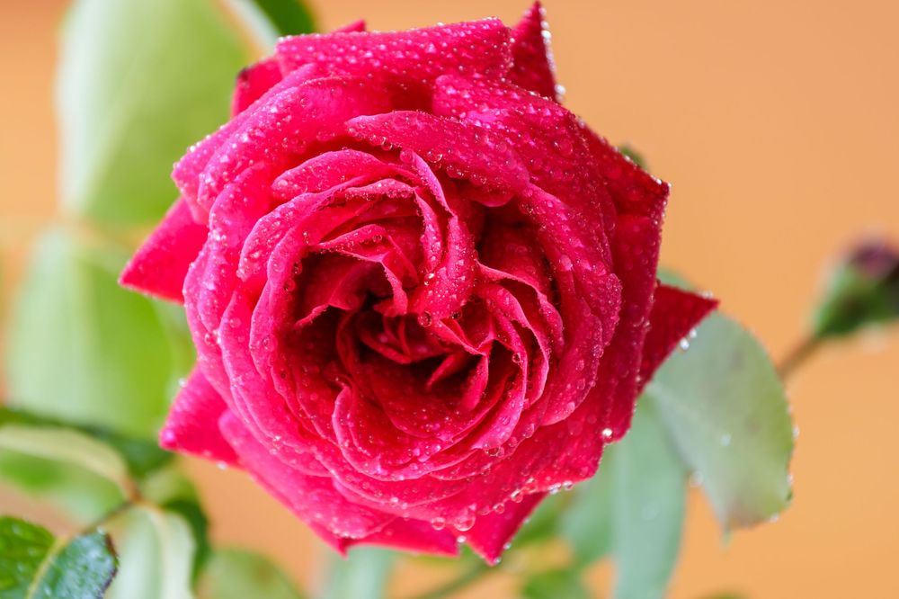 Close-up of a vibrant red rose with water droplets on its petals against a warm orange background.