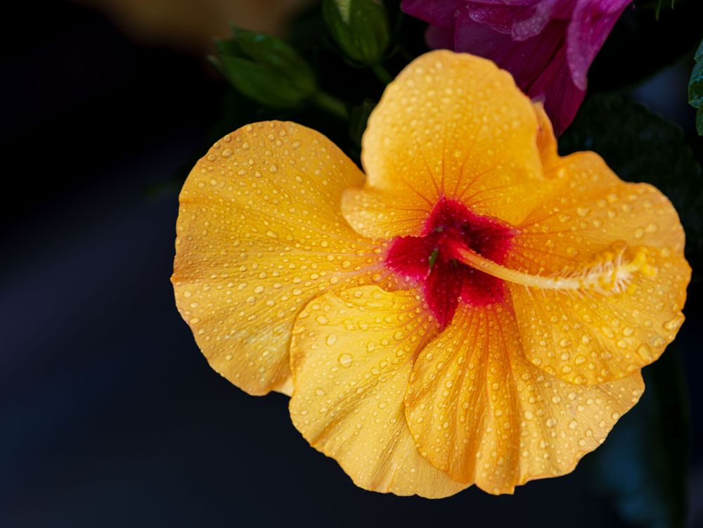 Macro shot of a yellow hibiscus flower with red center and water droplets against a dark background.