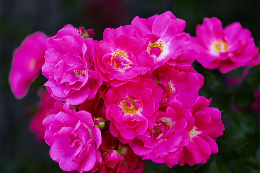 Cluster of bright pink roses with yellow centers in full bloom against a dark green background.