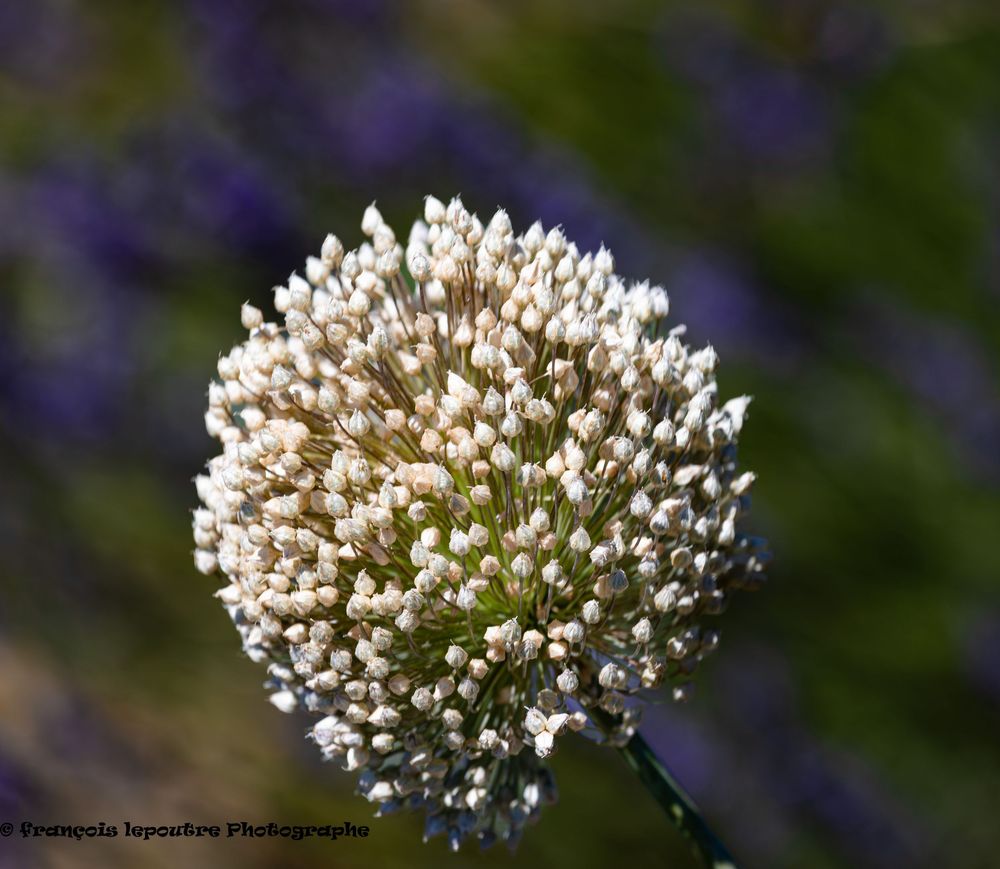 Close-up of a white allium flower head in full bloom against a soft purple bokeh background in natural sunlight.