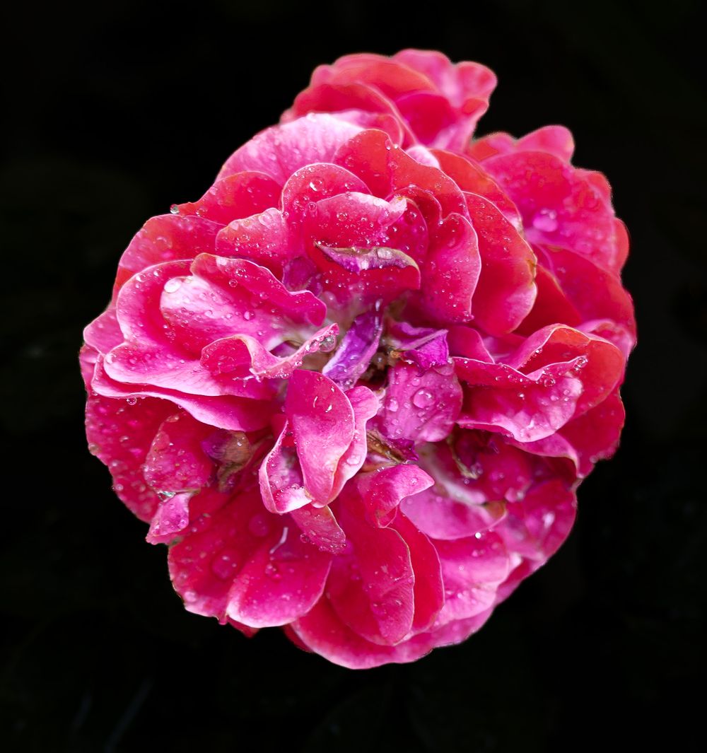 Close-up of a vibrant pink rose with water droplets on its petals against a dark black background.