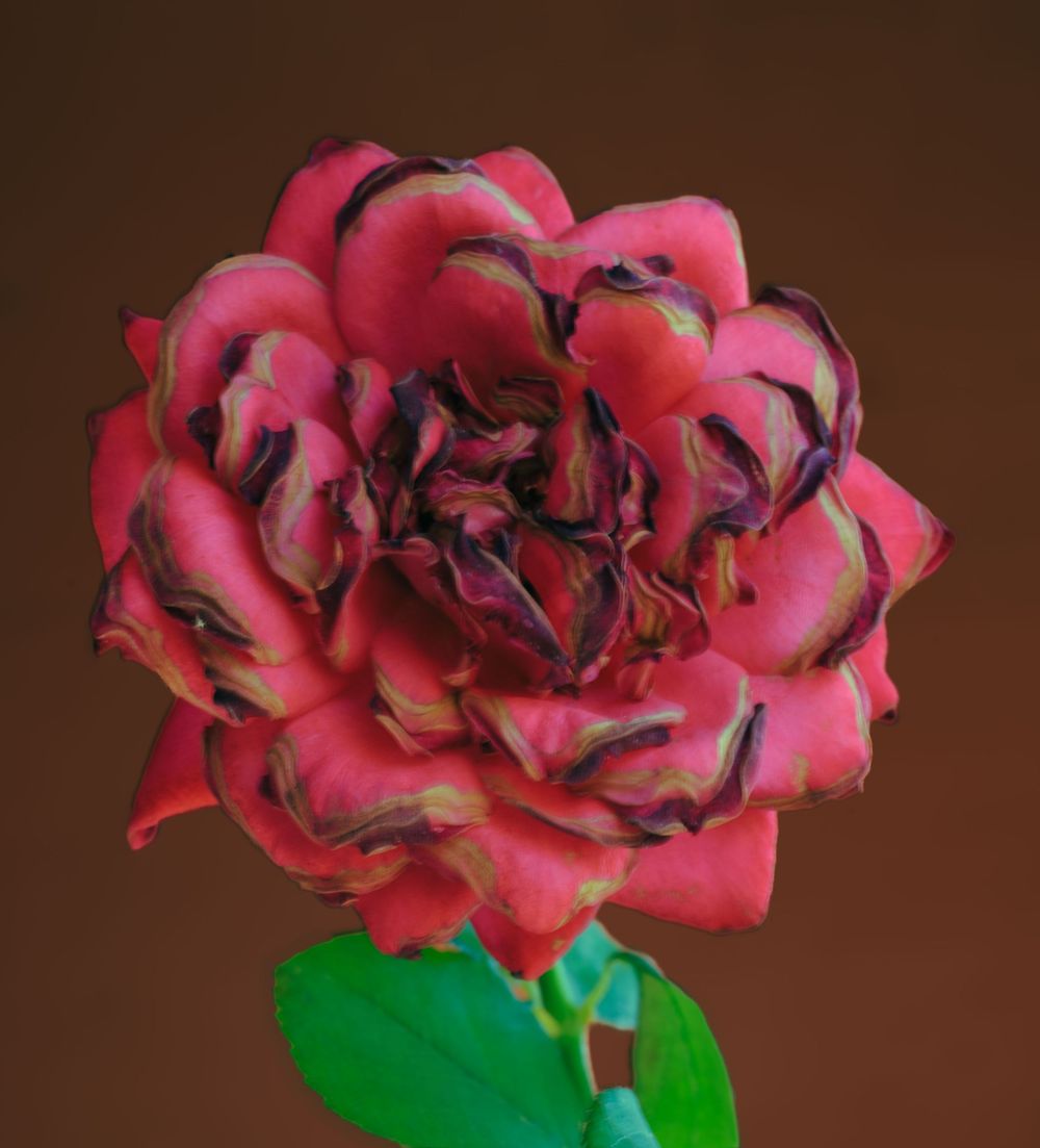 A vibrant red rose with dark burgundy and yellow-edged petals on a green stem against a brown background.