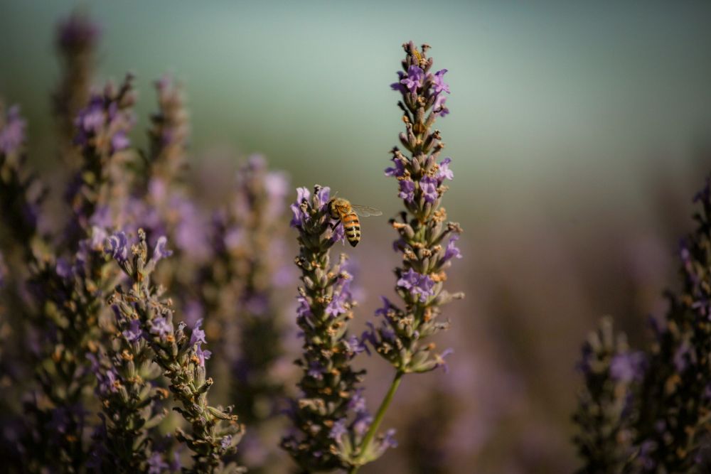 A honeybee pollinating purple lavender flowers in a field, with a soft blurred green background.