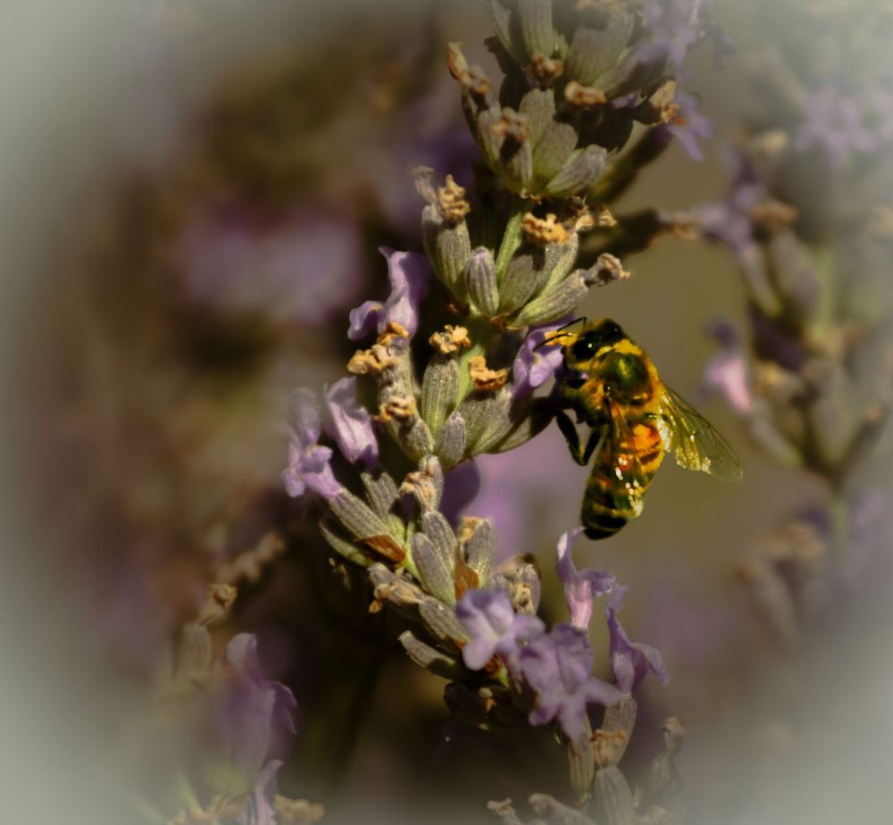 A honey bee collecting nectar from purple lavender flowers in a close-up macro garden photograph.
