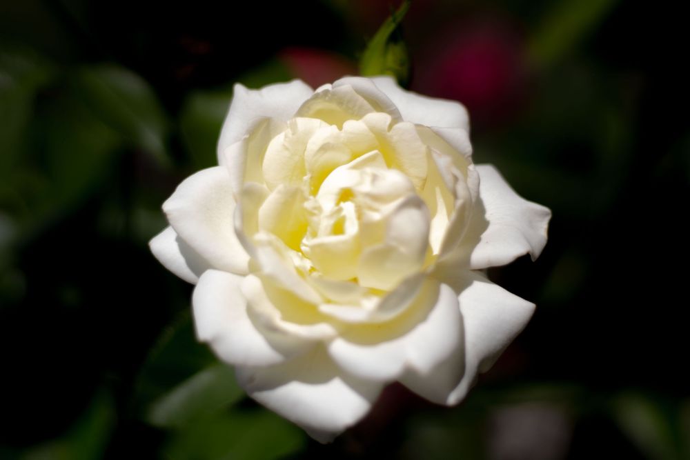 rose