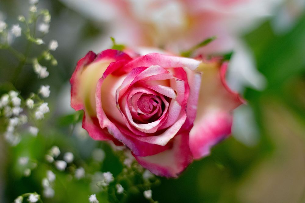rose