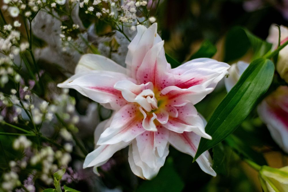 fleur