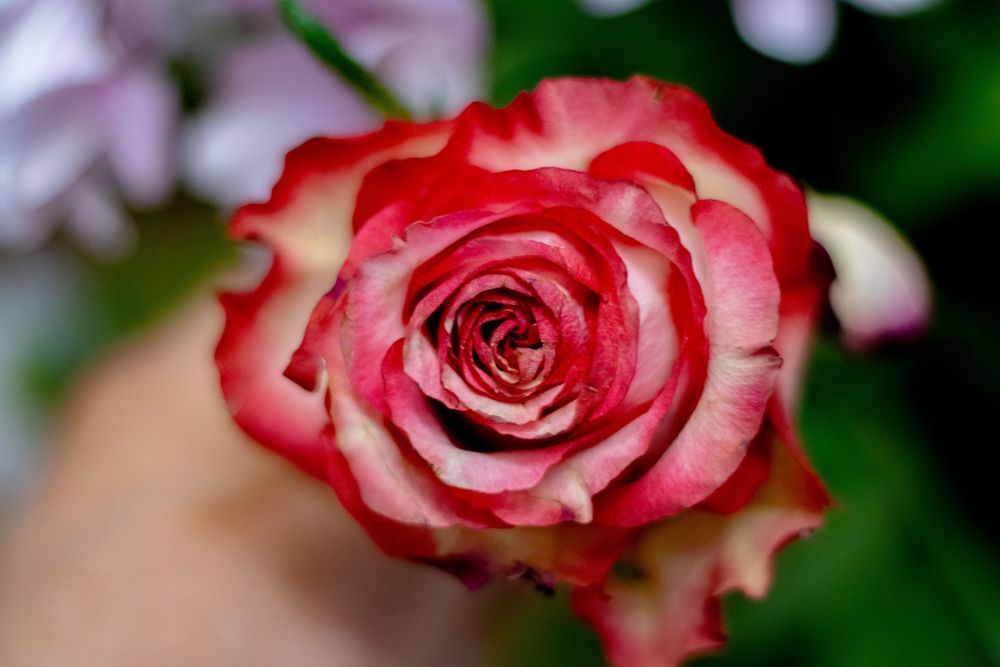rose