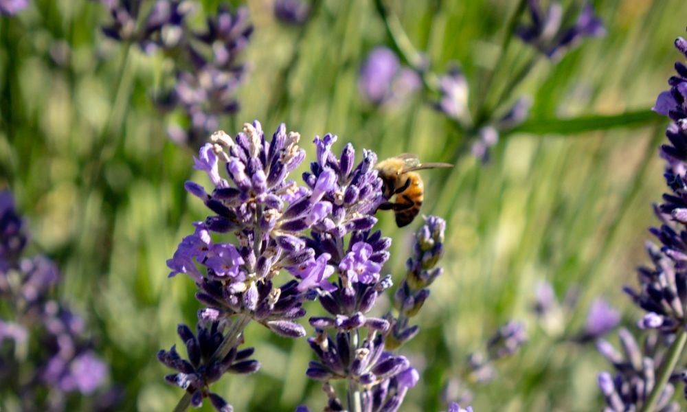 A bumblebee pollinating purple lavender flowers in a sunny garden with green grass in the background.