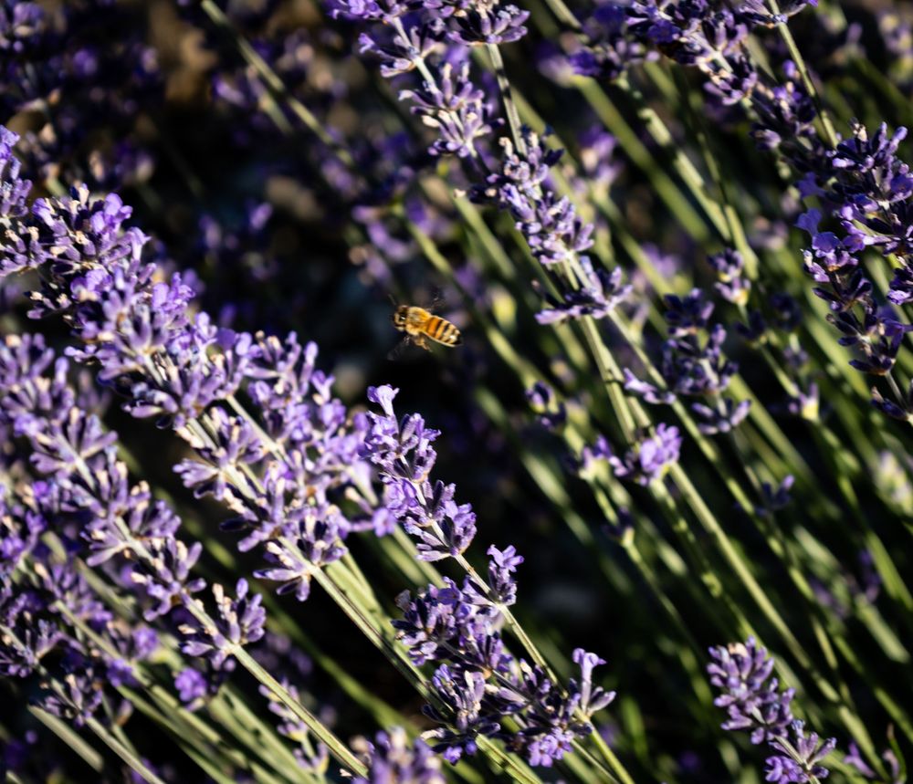 A honeybee pollinating vibrant purple lavender flowers in a sunny garden field.