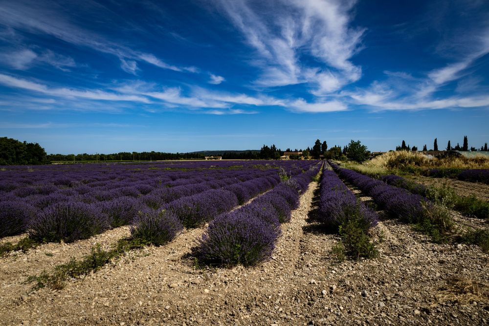 Rows of purple lavender fields under a blue sky with wispy clouds in Provence, France.