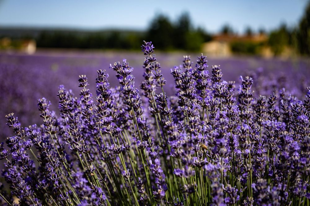 Purple lavender flowers blooming in a vast field under a clear blue sky, with trees and a building in the background.
