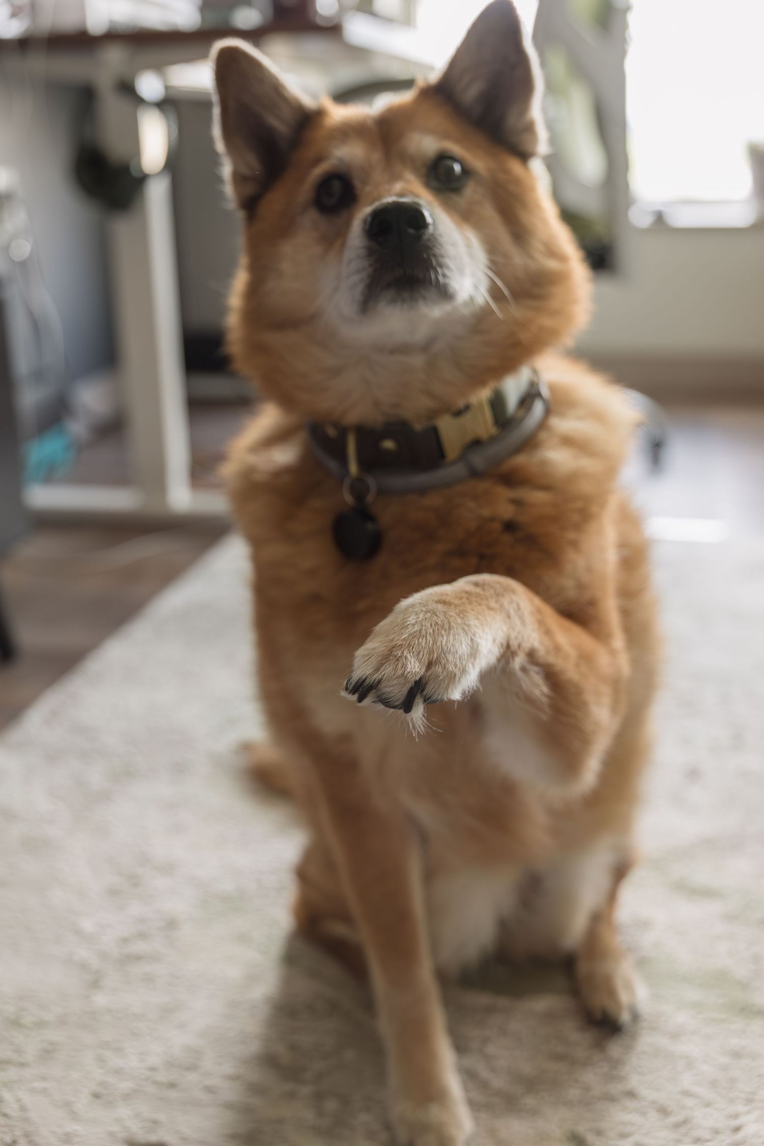 Shiba Chow
