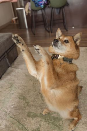 Shiba Chow