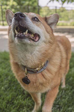 Shiba Chow