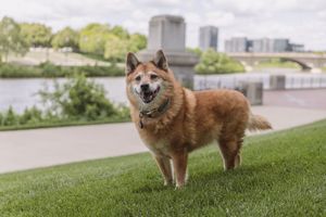 Shiba Chow