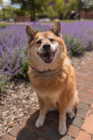 Shiba Chow