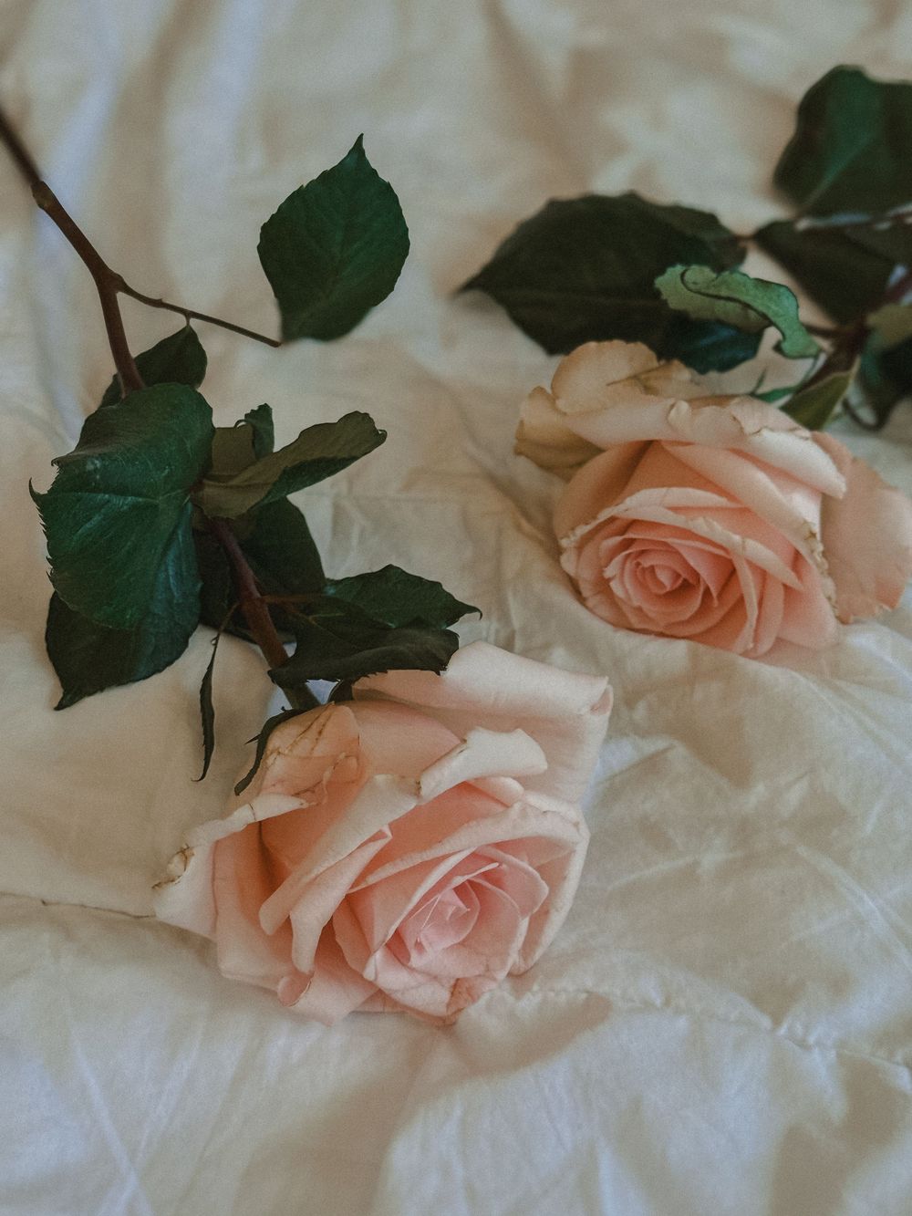 Two soft pink roses with green leaves resting on white crumpled fabric.