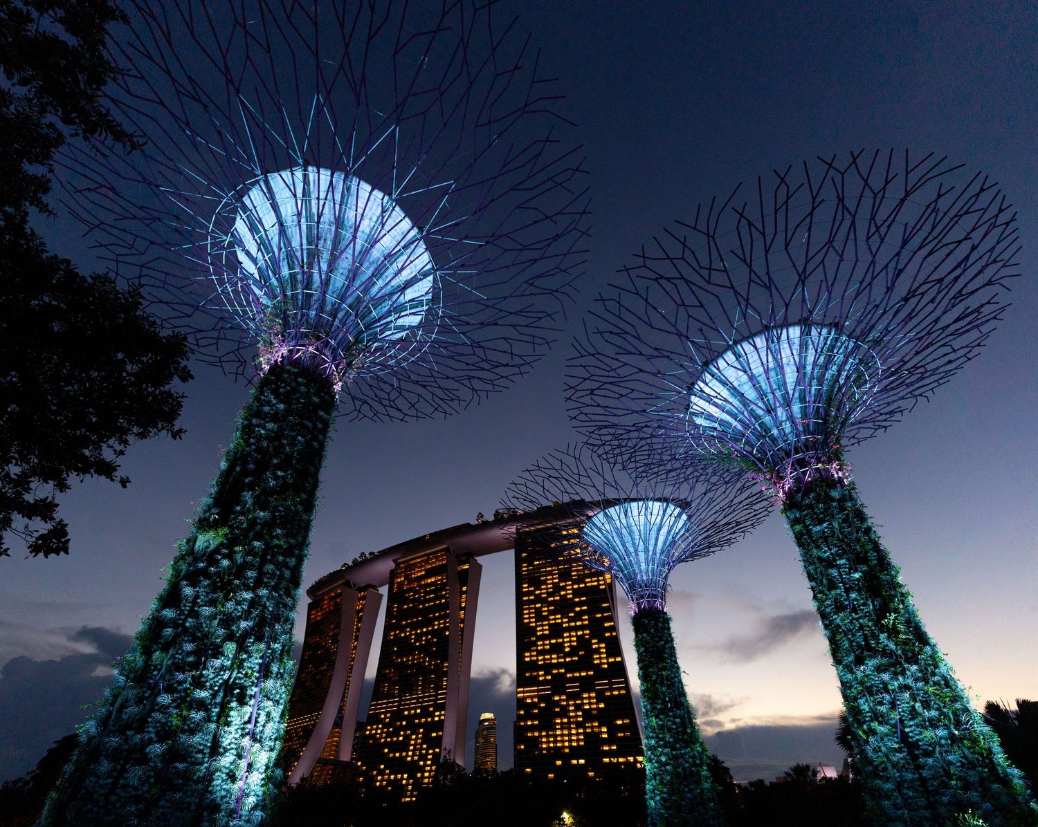 Futuristic illuminated Supertree structures against dark blue evening sky in Singapore.