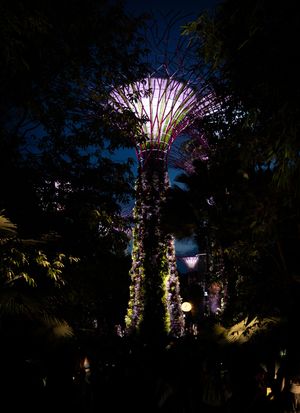 Illuminated Supertree Grove structures glowing at night in Gardens by the Bay, Singapore.