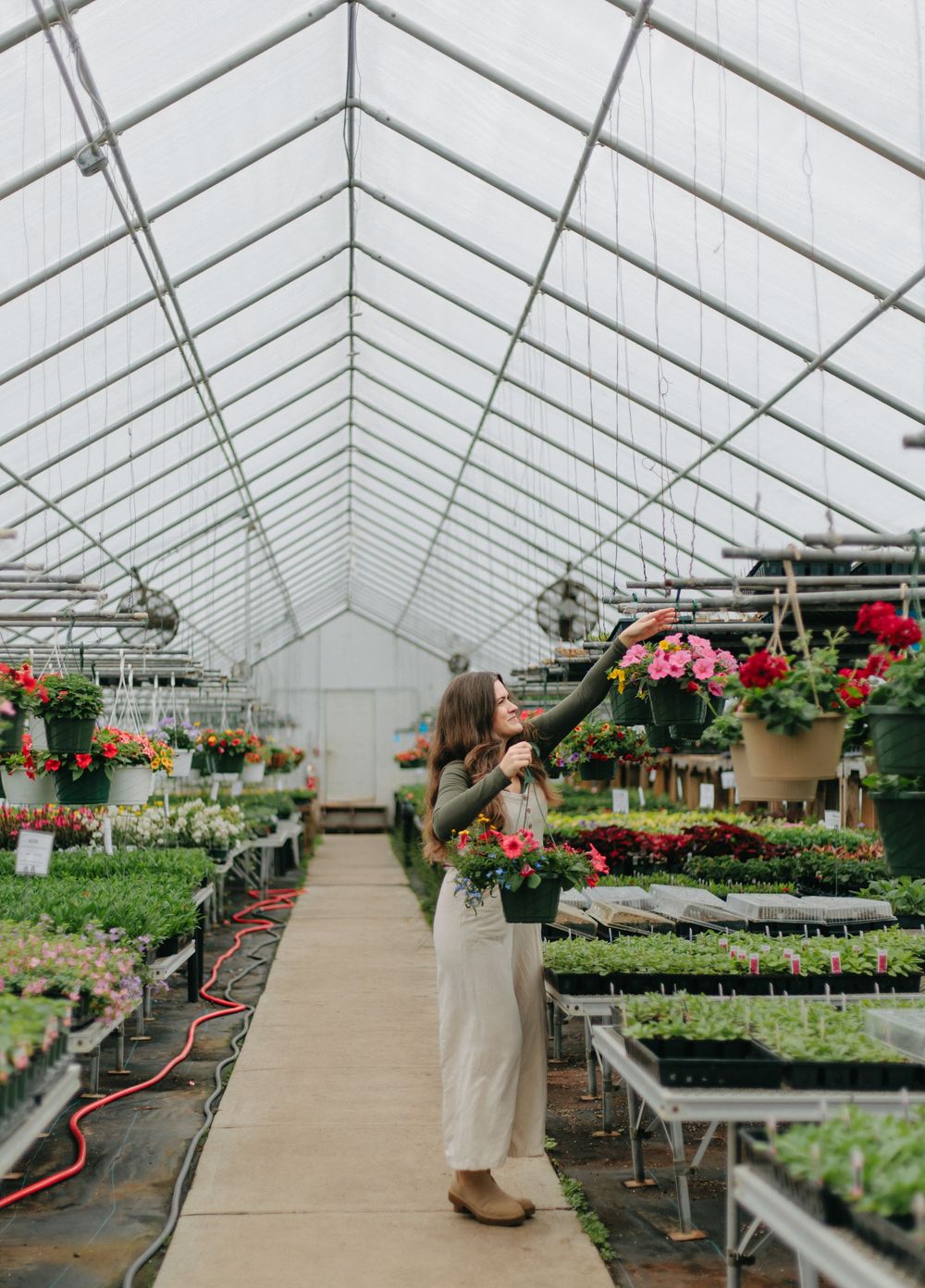 Inside a greenhouse nursery filled with colorful hanging baskets and seedling trays along a central walkway lined with plants.