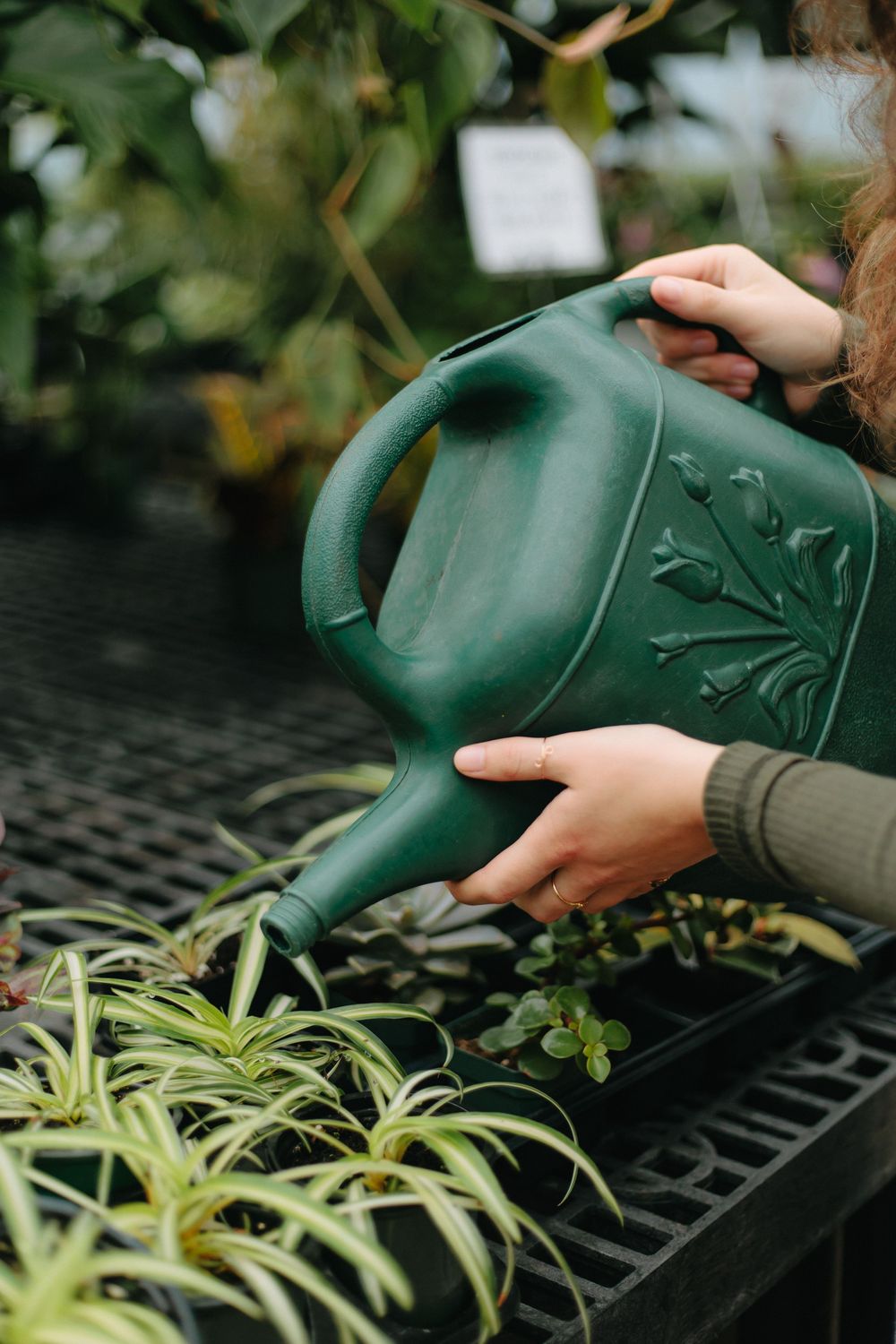 Hands holding a decorative green watering can over plants on a greenhouse shelf.