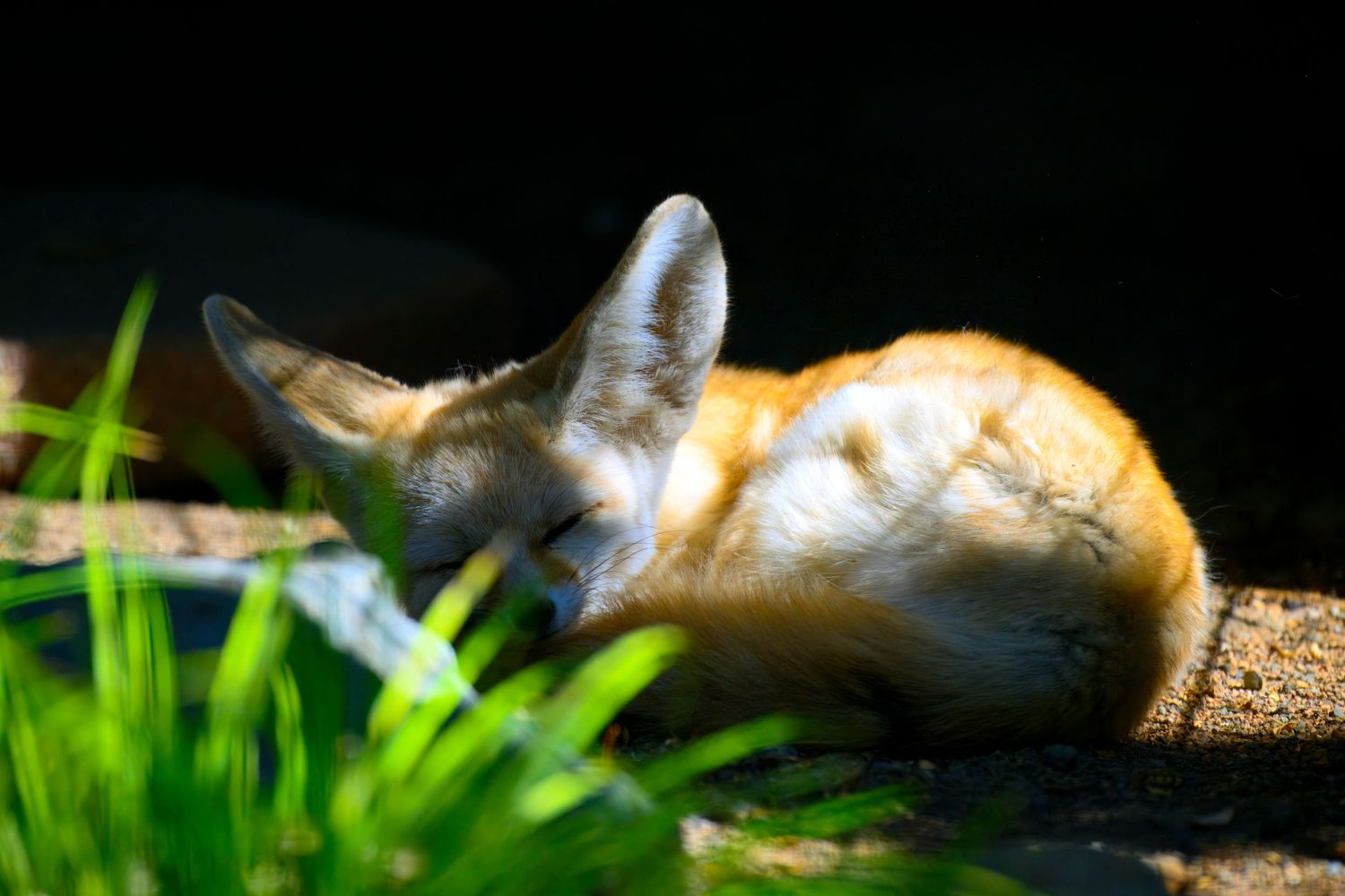 Orange and white cat sleeping peacefully in sunlight next to green grass.
