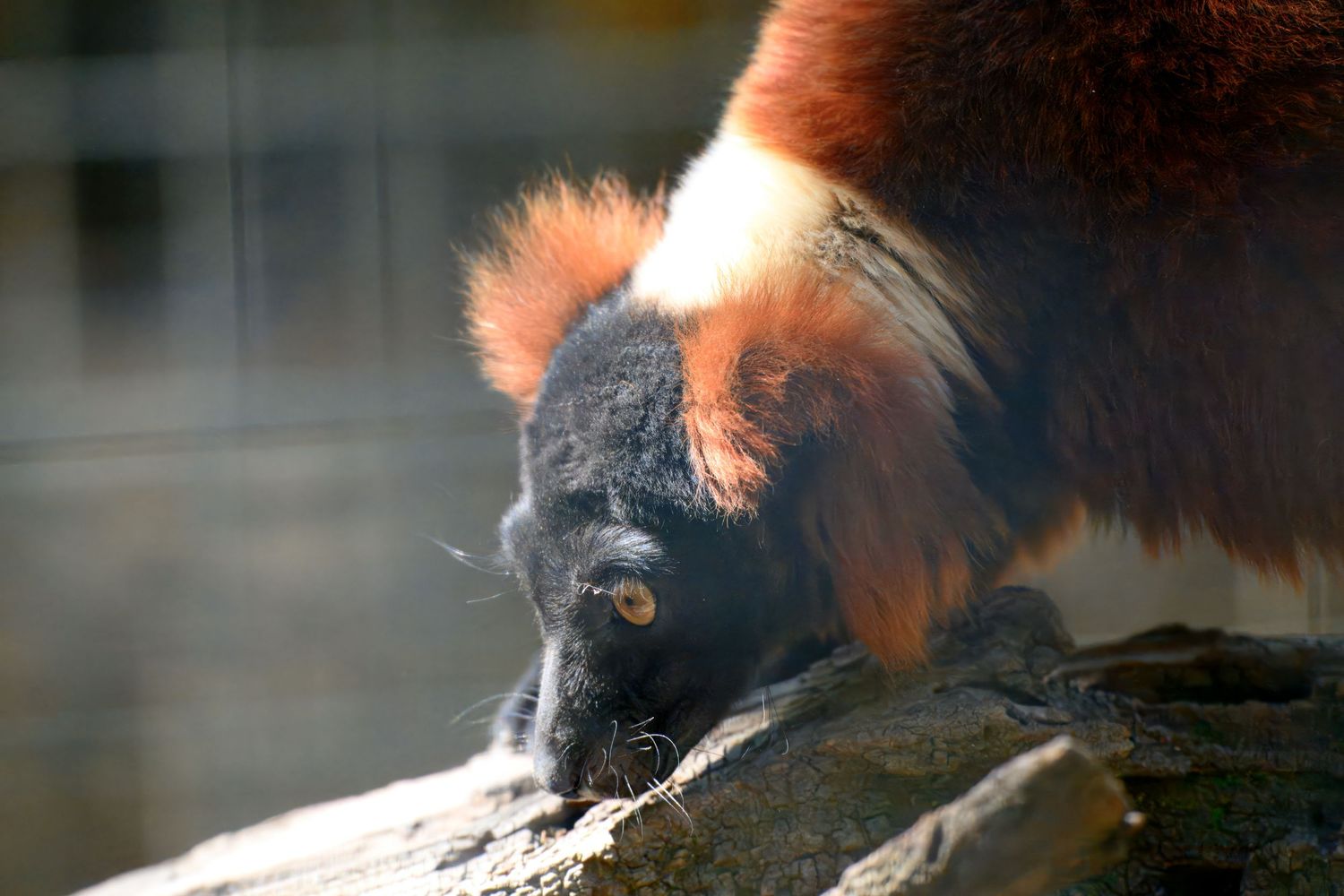 Close-up of a red panda drinking water from a rock surface.