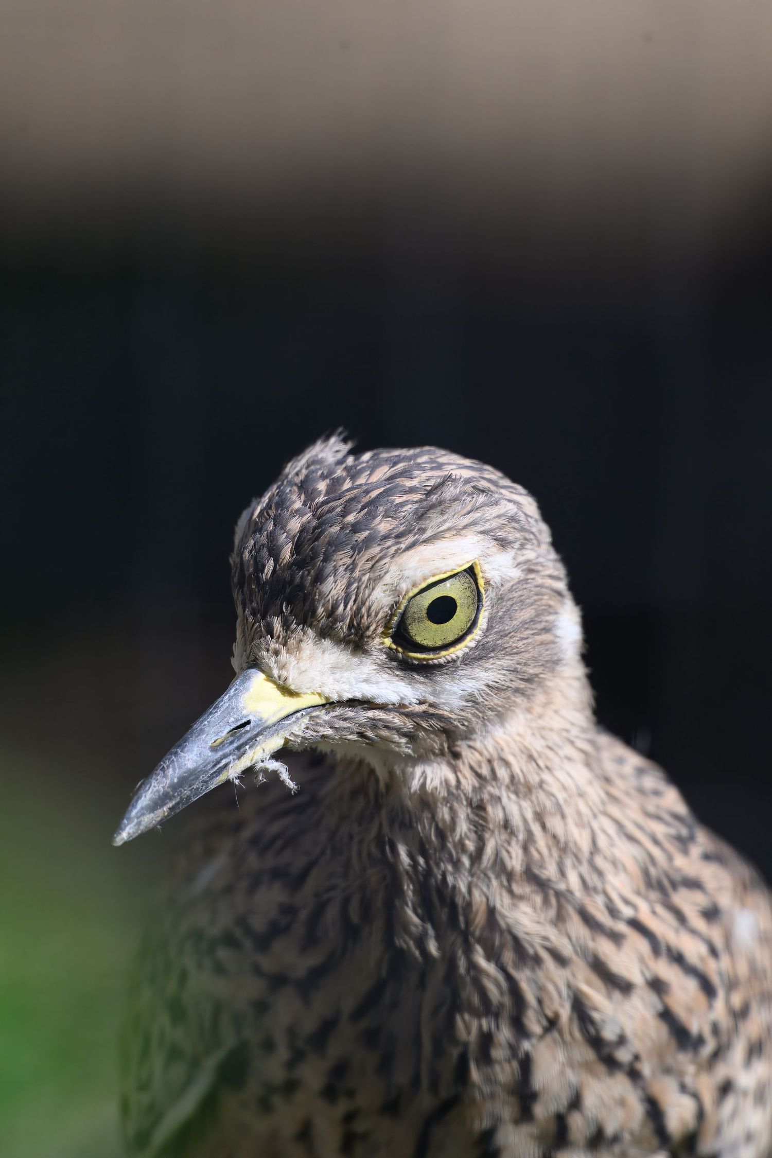 Close-up portrait of a brown shorebird with speckled feathers and large yellow eye.