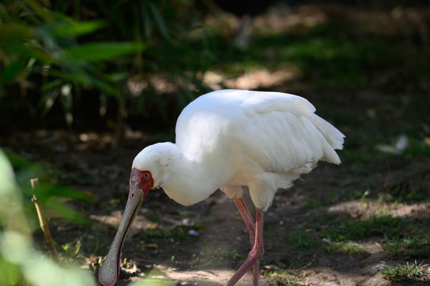 White ibis bird foraging on the ground with its distinctive curved beak.