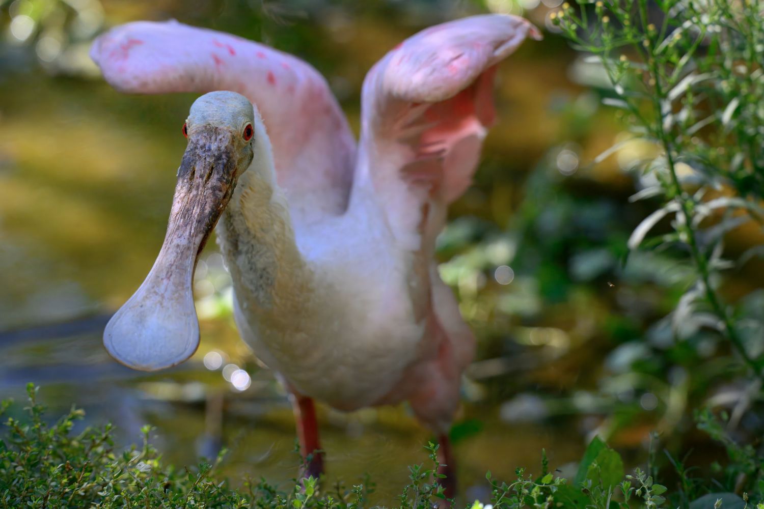 Pink spoonbill bird spreads its wings while wading in shallow water among green foliage.