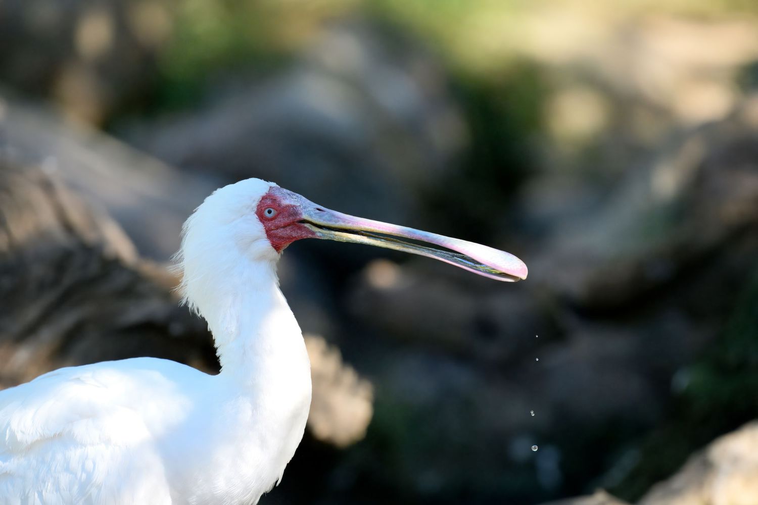 Close-up profile of a white spoonbill bird with long distinctive beak.