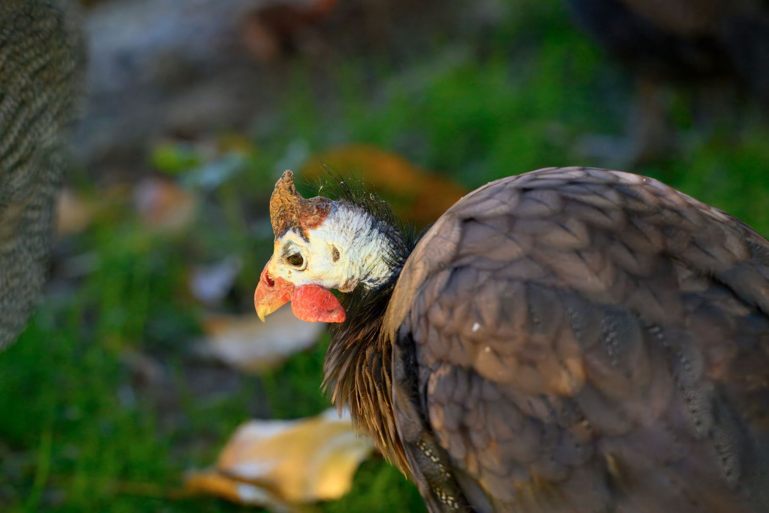 Wild turkey with distinctive red wattle and brown feathers in a natural setting.