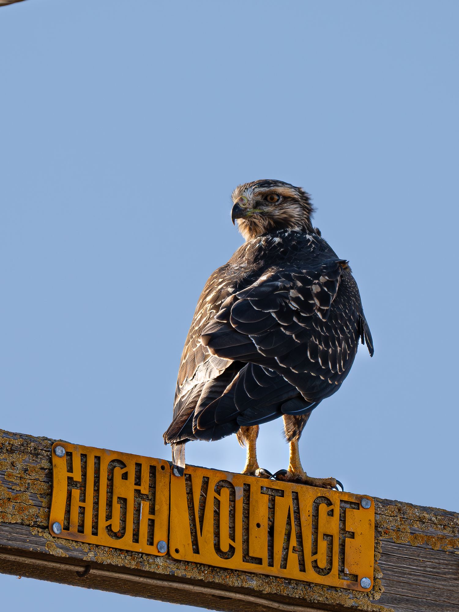 A hawk perches alertly on a high voltage warning sign against a bright blue sky.