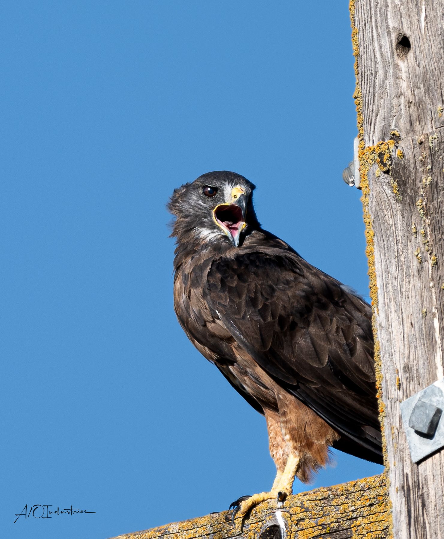 A hawk with open beak perches on a wooden utility pole against clear blue sky.