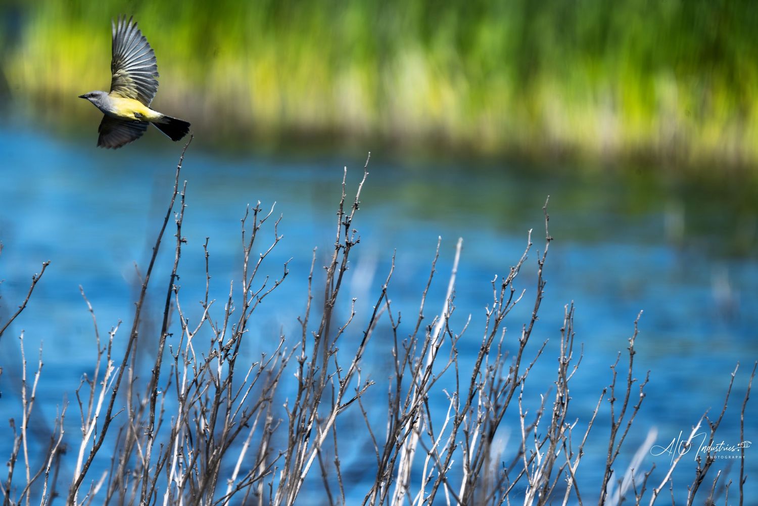Small bird in flight over dried reeds against blurred blue water background.
