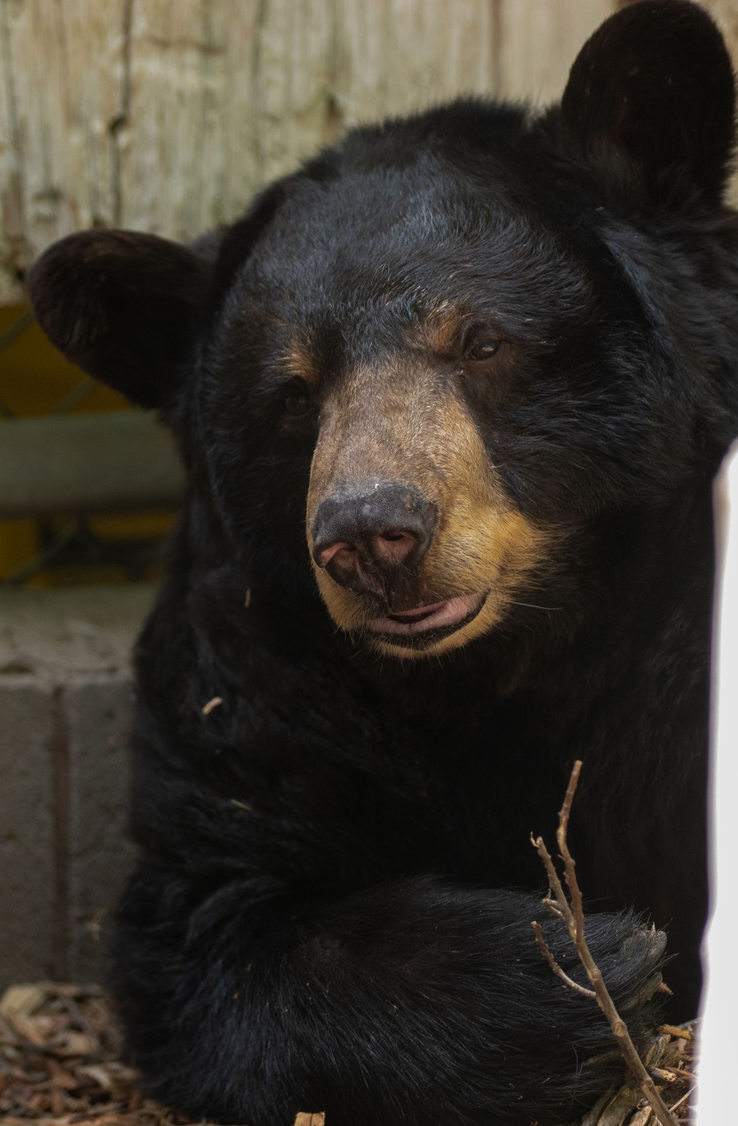 Close-up portrait of an American black bear with dark fur and distinctive snout.