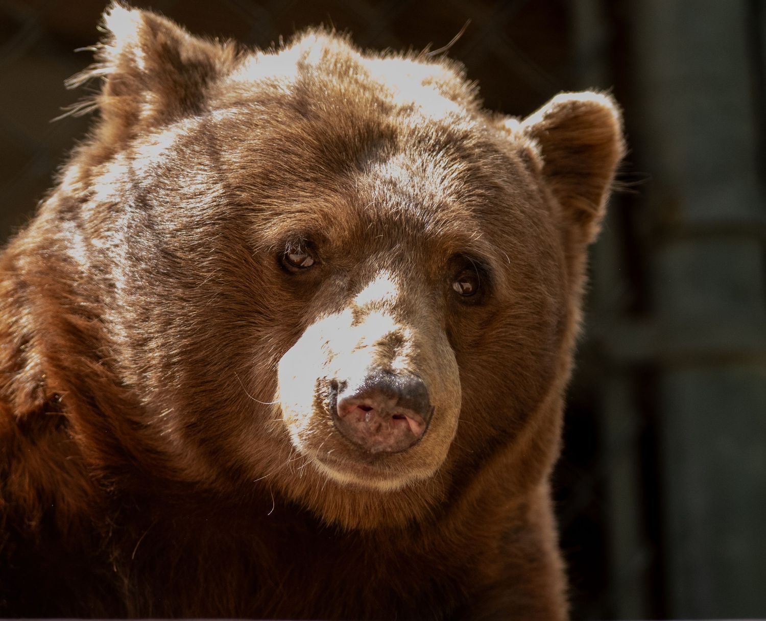 Portrait of a brown bear with fluffy fur against dark background.