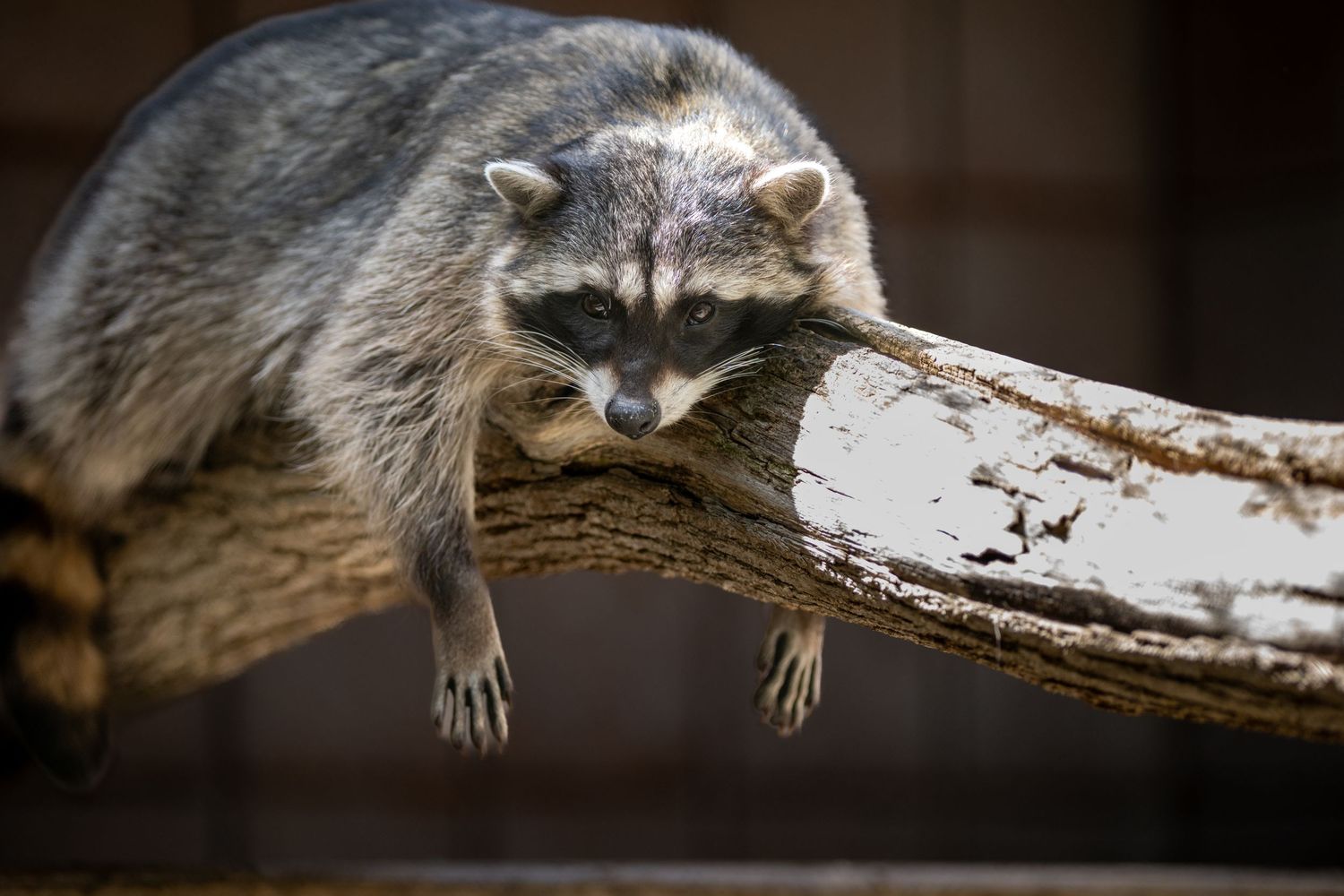 Raccoon lounging on a snow-covered branch displaying its distinctive gray fur.