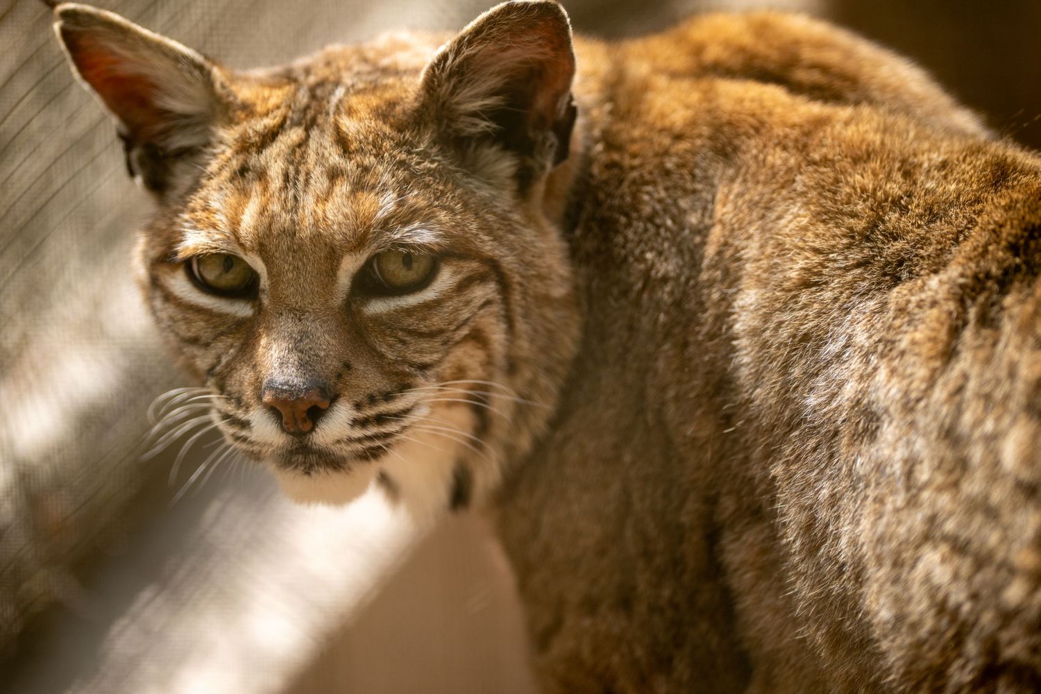 Close-up portrait of a bobcat with intense gaze and tufted ears.