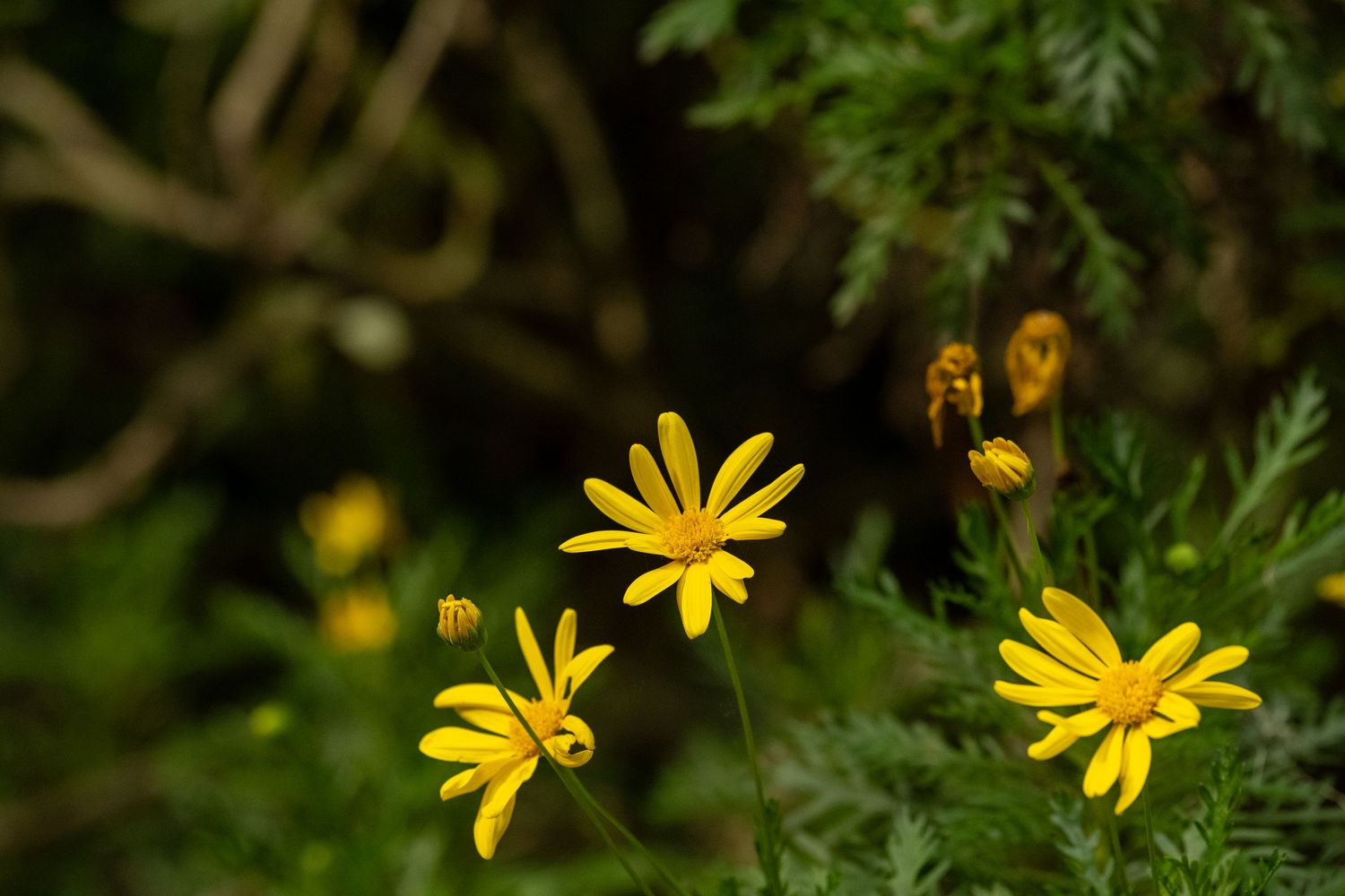 Yellow wildflowers blooming among green foliage in natural garden setting.