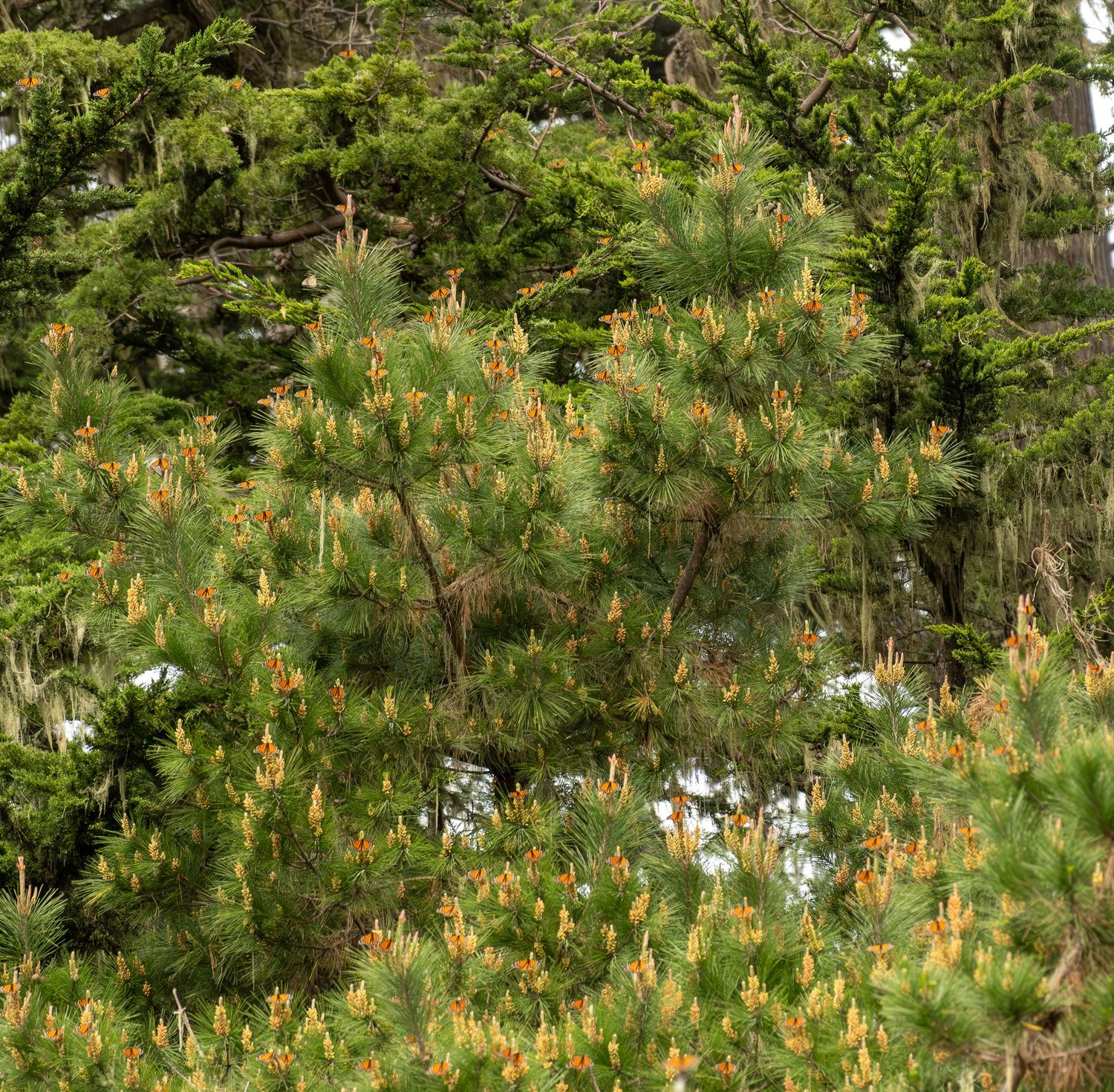 Pine forest with sunlight filtering through dense evergreen branches.